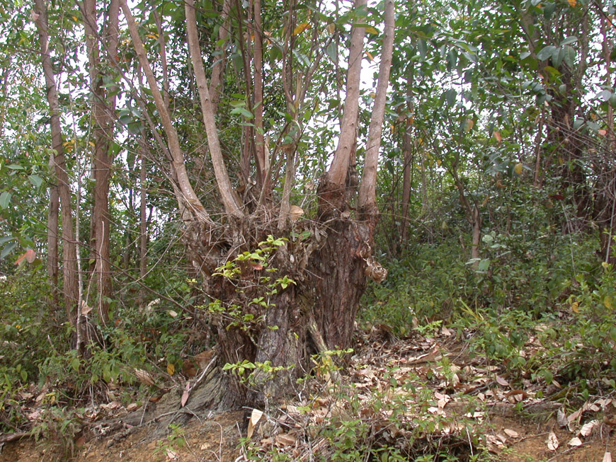 Rejets d'eucalyptus Rejets d'eucalyptus