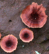 Ce Coltricia (?) évoque une espèce trouvée en Europe : C. perennis