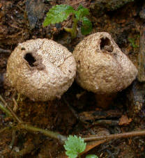 De vieux lycoperdons : ils ont déjà leurs spores dispersées par l’ostiole