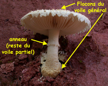Anneau, flocon et voile du champignon