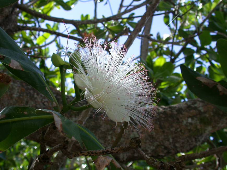 Les grosses fleurs de Barringtonia asiatica... Les grosses fleurs de Barringtonia asiatica