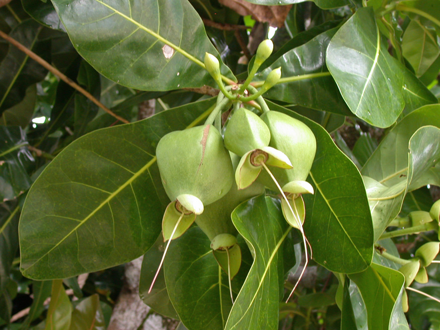... et le fruit appelé ici fotabe ... et le fruit appelé ici fotabe