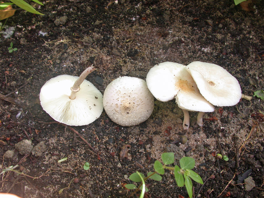 Lépiotes blanches dans un parterre à Mahambo Lépiotes blanches dans un parterre à Mahambo