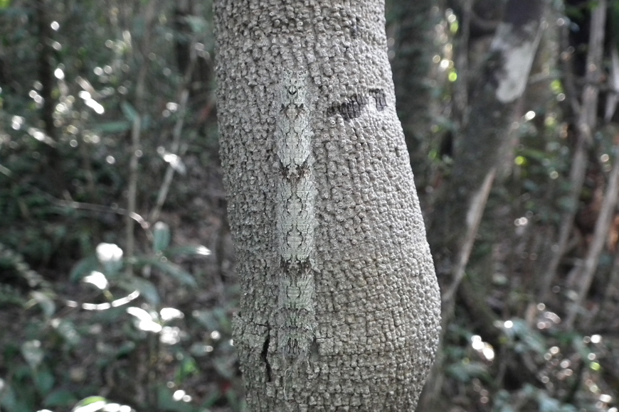 Mimétisme en forêt Mimétisme en forêt