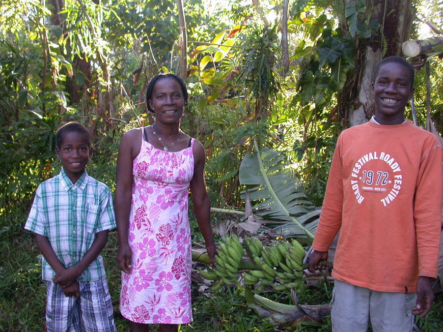Voulez-vous une banane de mon jardin ? Récolte de bananes au jardin