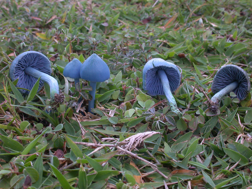 Entolomes en pelouse, d'un bleu magnifique Entoloma cf. euchroum
