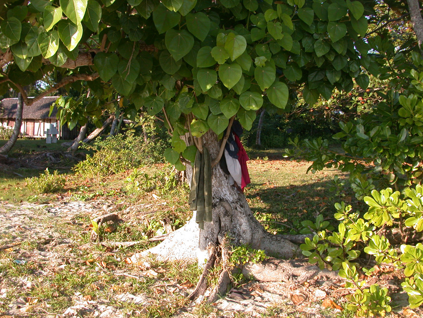 Un bel arbre pour se changer à l'ombre Mon arbre à la plage