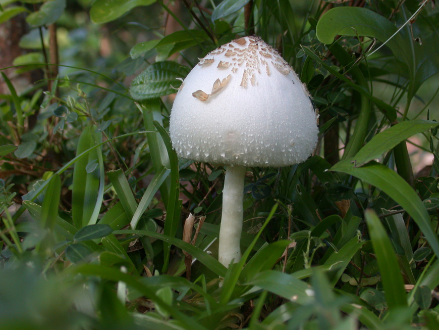 Chlorophyllum molybdites, considérée comme toxique Chlorophyllum molybdites