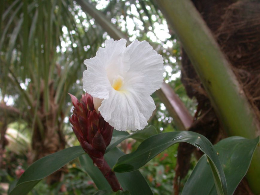 Costus speciosus